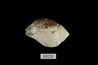 藏品(釣錘旋螺)的圖片